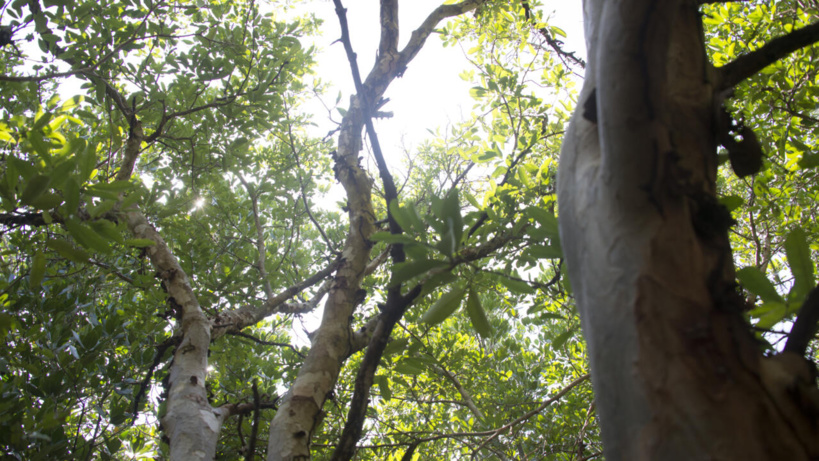 Kenya: la levée de l’interdiction de l’exploitation des forêts fortement contestée