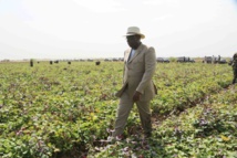 Autosuffisance en riz en 2017: le président Sall met à contribution l'Armée, la police et la gendarmerie Autosuffisance en riz en 2017: le président Sall met à contribution l'Armée, la police et la gendarmerie