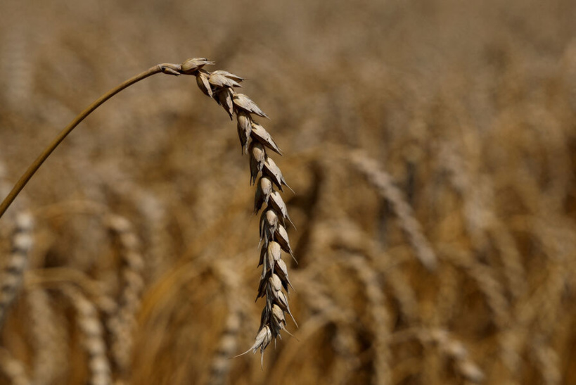 Les prix du blé décollent après les frappes russes contre des ports ukrainiens Les prix du blé décollent après les frappes russes contre des ports ukrainiens