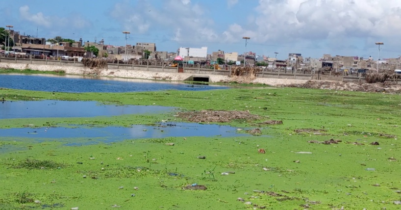 Bassin Djiddah-Thiaroye Kao : le «Mbeubeuss» aquatique de la commune (Reportage)