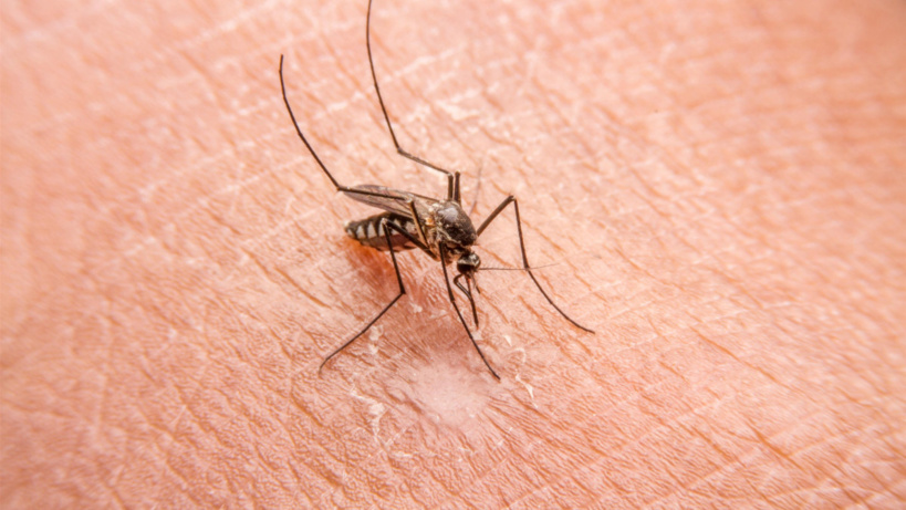 Épidémie de chikungunya: plus de 100 cas dans la région de Kédougou Épidémie de chikungunya: plus de 100 cas dans la région de Kédougou
