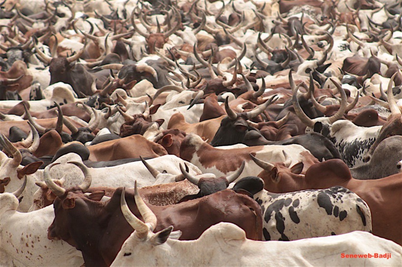 Magal Touba : des centaines de bœufs arrivent à Janatou chez Serigne Saliou Thioune Magal Touba : des centaines de bœufs arrivent à Janatou chez Serigne Saliou Thioune