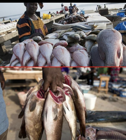 Marché au poisson de Pikine: pêcheurs et ménages préoccupés par la rareté des ressources halieutiques (REPORTAGE)