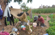 Banlieue de Dakar: des maraîchers reprochent au Gvt de leur "faire la force" Banlieue de Dakar: des maraîchers reprochent au Gvt de leur "faire la force"