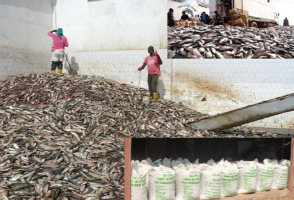 La sécurité alimentaire au Sénégal et en Mauritanie menacée par la croissance de l'industrie de la farine et de l'huile de poisson