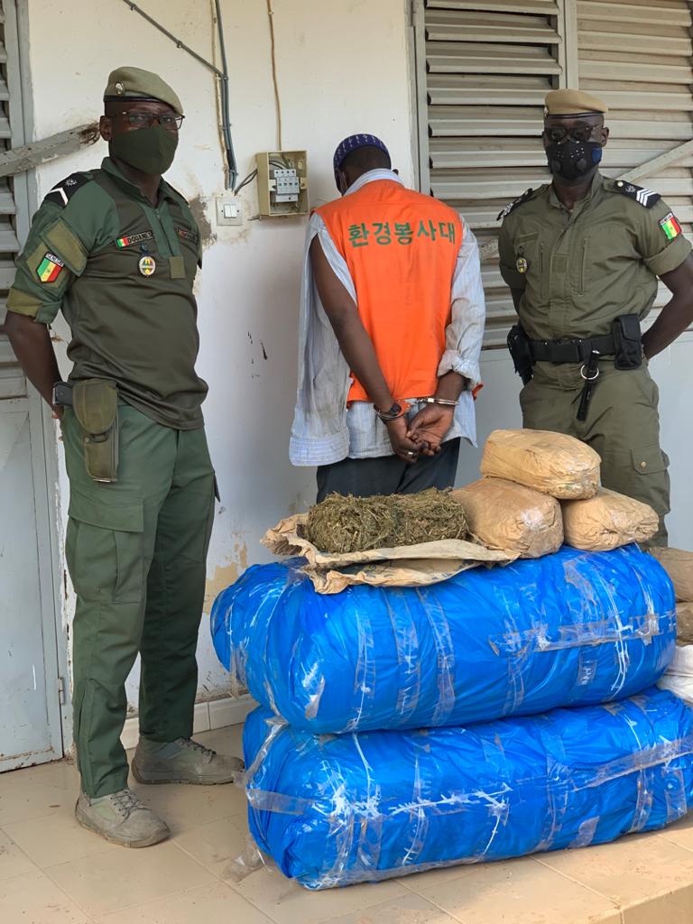 Trafic de drogue démantelé à Kaolack : deux (2) individus arrêtés et 100 kg de chanvre indien saisis 