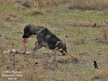 Ziguinchor-Découverte macabre: Des chiens dévorent le corps sans vie d’un bébé Ziguinchor-Découverte macabre: Des chiens dévorent le corps sans vie d’un bébé