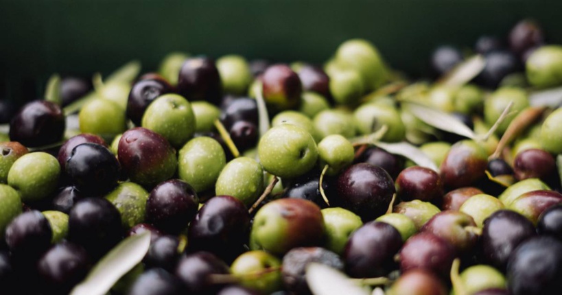 L'huile d'olive italienne s'épuise face au changement climatique
