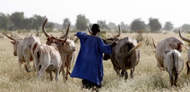 Matam : un berger déféré pour abus de confiance et escroquerie portant sur 30 bœufs