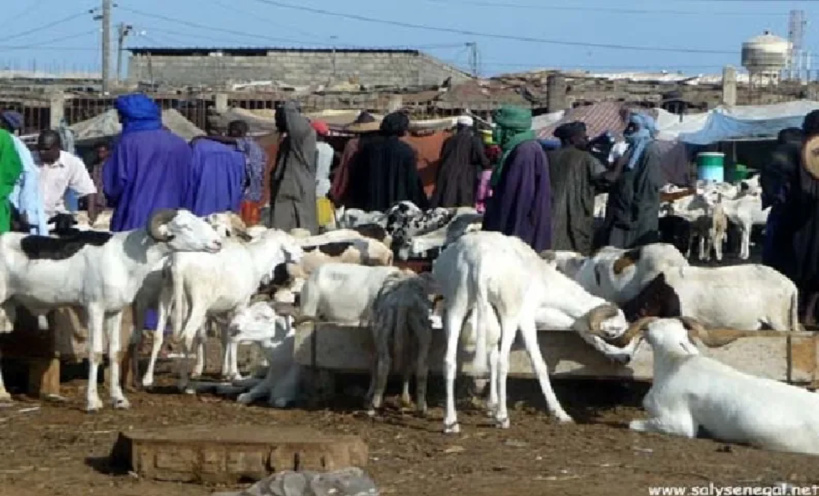 Conflit au marché au foirail de Diamaguène Sicap Mbao: 12 éleveurs déférés au parquet pour « obstruction aux travaux de modernisation » Conflit au marché au foirail de Diamaguène Sicap Mbao: 12 éleveurs déférés au parquet pour « obstruction aux travaux de modernisation »