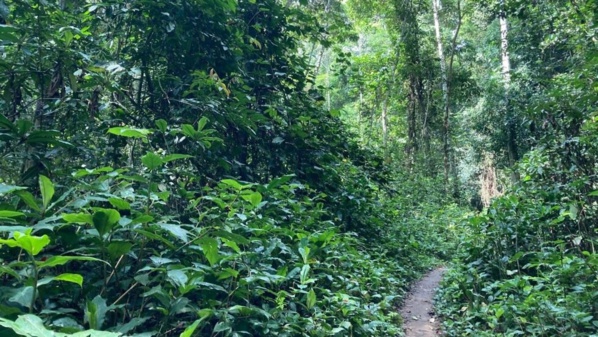 Congo-B: la compagnie pétrolière nationale lance un projet de reforestation