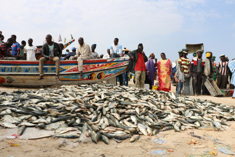 Crise des ressources halieutiques: les acteurs de la pêche tirent la sonnette d'alarme