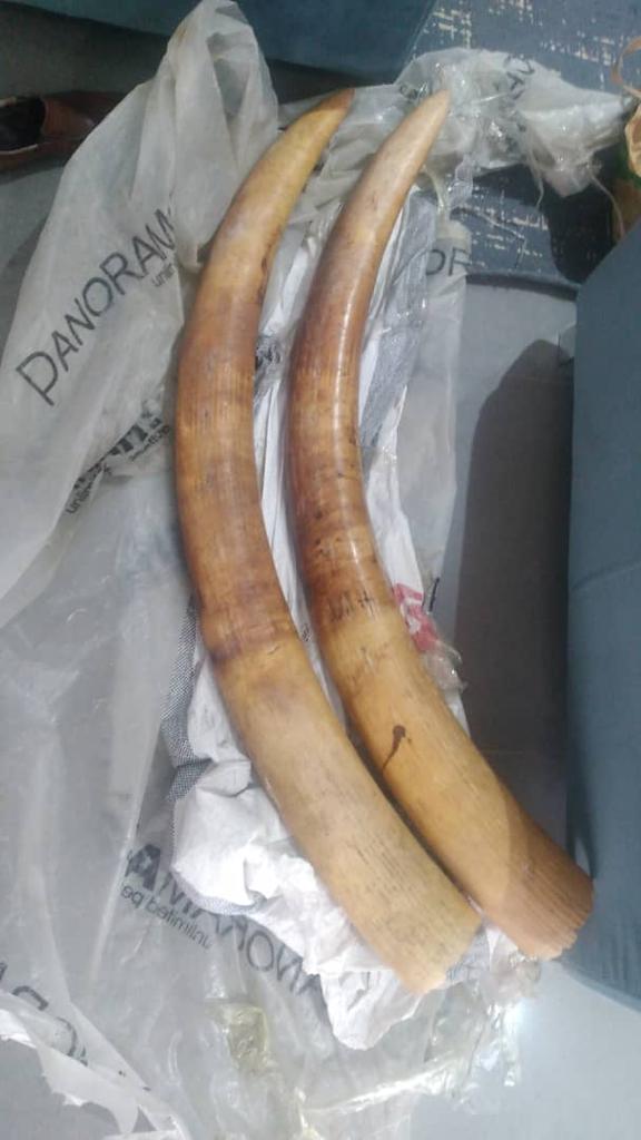 Criminalité faunique à Dakar: arrestation d'un trafiquant en possession de deux défense d'éléphant et de 90 bijoux de luxe