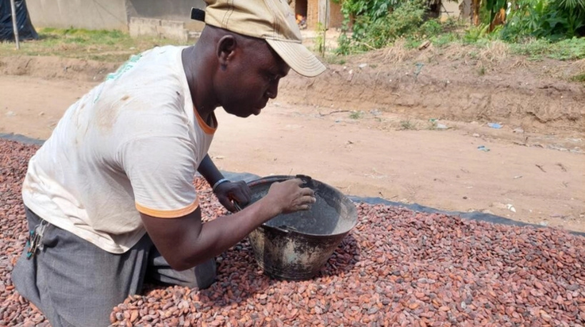 Le cours du cacao au plus haut ne profitera pas tout de suite aux producteurs Le cours du cacao au plus haut ne profitera pas tout de suite aux producteurs
