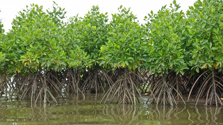 Fatick : les Aires marines protégées abritent 152 000 ha de mangrove (responsable)