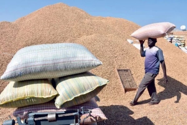 Commercialisation de l’arachide: le Syndicat national des corps gras demande le gel des exportations