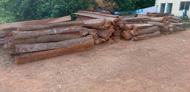 Trafic et coupe illicite de bois à Kédougou: quatre individus de nationalité guinéenne placés sous mandat de dépôt