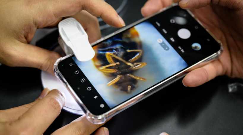 Corée du Sud: face aux punaises de lit, le site d'un informaticien fait fureur Corée du Sud: face aux punaises de lit, le site d'un informaticien fait fureur