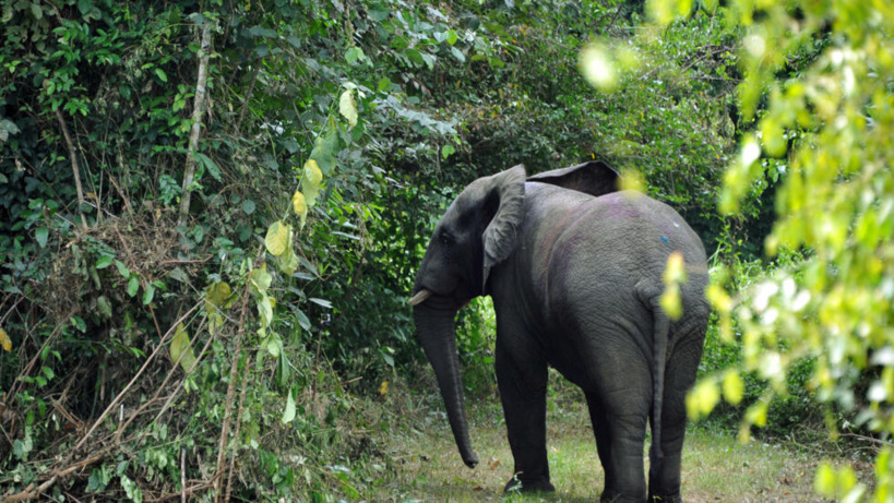 Côte d'Ivoire: le projet de sanctuaire pour éléphants dans le flou Côte d'Ivoire: le projet de sanctuaire pour éléphants dans le flou