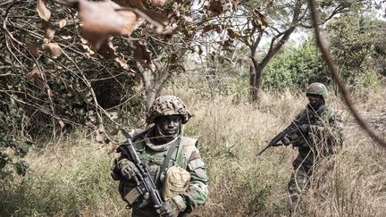 Opération de sécurisation en Casamance: L’armée continue de détruire les champs de cannabis pour freiner le trafic de drogue 