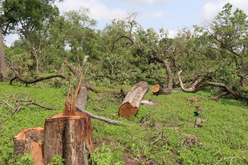 Trafic international de bois : le service des eaux et forêts de Sédhiou fait une grosse saisie