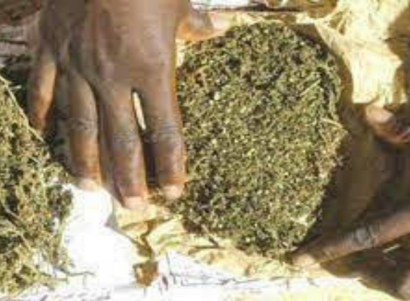 Kédougou: deux orpailleurs arrêtés en détention de plus de quatre (4) kilos de chanvre indien 