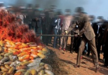 Ziguinchor : 3,7 tonnes de chanvre incinérées Ziguinchor : 3,7 tonnes de chanvre incinérées