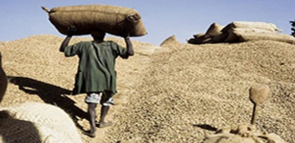Campagne arachidière: plus de 5600 tonnes collectées dans la région de Diourbel