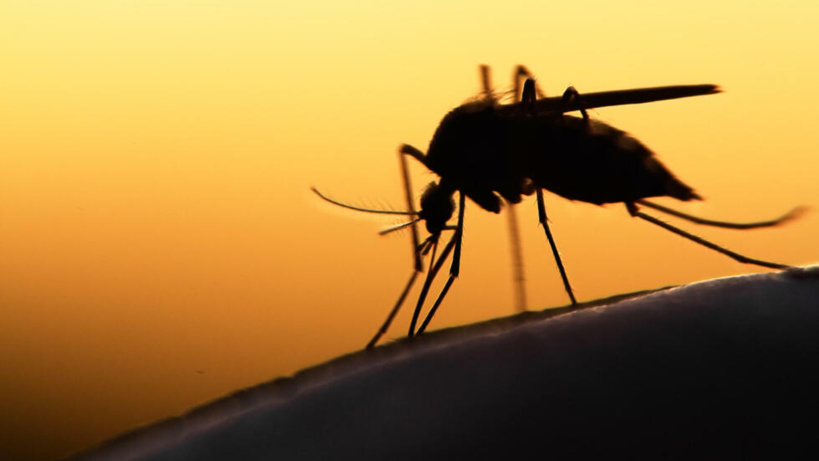 Hausse des cas de paludisme à Madagascar: la recherche pour mieux contrôler le moustique