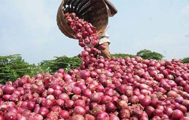 Campagne de contre-saison : 60 mille tonnes d’oignon attendues à Dagana (producteur)