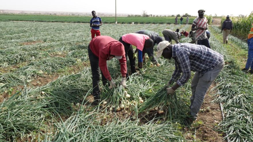 Production nationale d'oignon : les acteurs de la filières redoutent le bradage de la récolte Production nationale d'oignon : les acteurs de la filières redoutent le bradage de la récolte