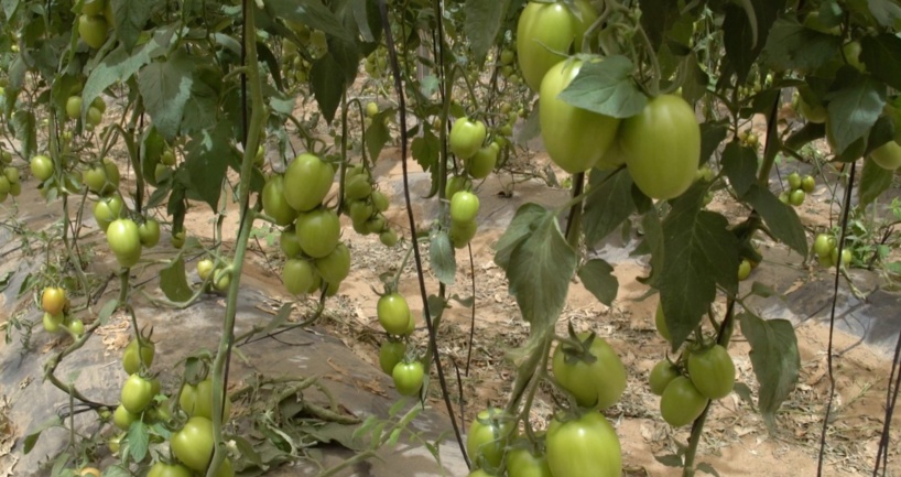A la tête du Ministère de l’Agriculture, de la souveraineté alimentaire et de l’Elevage : Mabouba Diagne en terrain conquis A la tête du Ministère de l’Agriculture, de la souveraineté alimentaire et de l’Elevage : Mabouba Diagne en terrain conquis