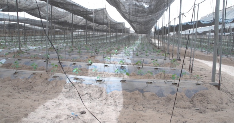 A la tête du Ministère de l’Agriculture, de la souveraineté alimentaire et de l’Elevage : Mabouba Diagne en terrain conquis A la tête du Ministère de l’Agriculture, de la souveraineté alimentaire et de l’Elevage : Mabouba Diagne en terrain conquis