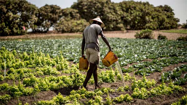 ​Indemnisation des agriculteurs : un soulagement pour les régions de Tambacounda, Kédougou et Kolda