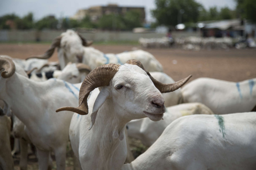 Diourbel : les besoins en moutons estimés à 75 mille têtes pour la Tabaski (officielle)