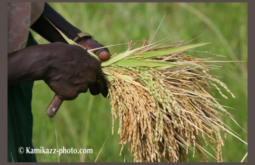 Souveraineté alimentaire : un programme agricole mise sur la chaine de valeur riz