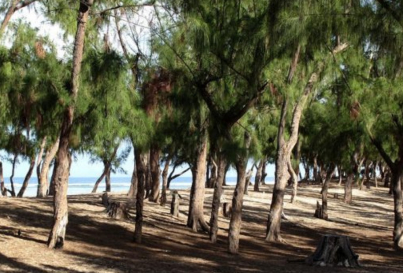 Affaire de la bande de filaos de Guédiawaye : la Cour suprême n'a pas tranché Affaire de la bande de filaos de Guédiawaye : la Cour suprême n'a pas tranché