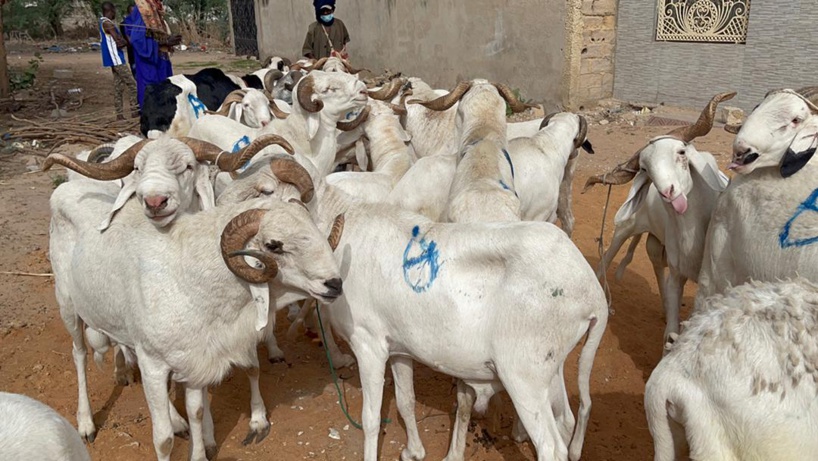 Tabaski : 20 mille têtes de moutons pour approvisionner le marché de Ziguinchor