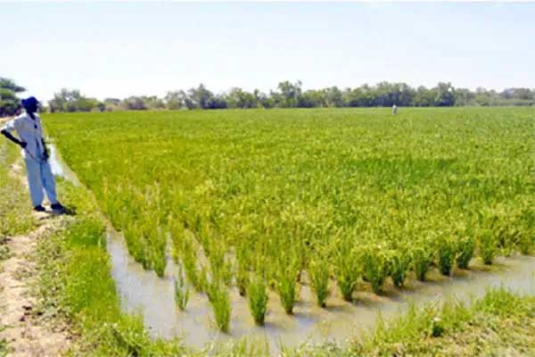 Lancement du Projet d’appui à la production de semences certifiées de riz pluvial