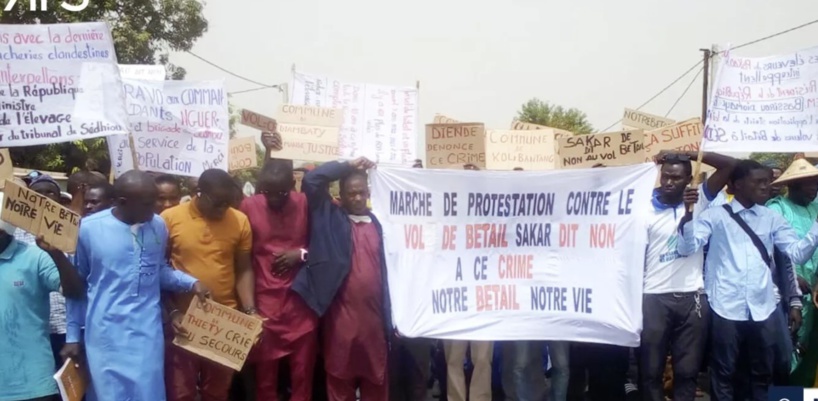 Sédhiou : des éleveurs de Sakar marchent pour dénoncer les vols répétitifs de bétail Sédhiou : des éleveurs de Sakar marchent pour dénoncer les vols répétitifs de bétail