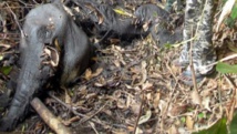 Braconnage pour l'ivoire.Cadavre d'un éléphant dans un parc du Gabon. AFP