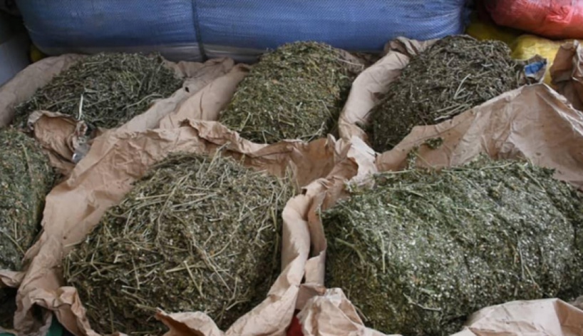 Guédiawaye : 5 kg de chanvre indien saisis dans le domicile d'un chef de quartier