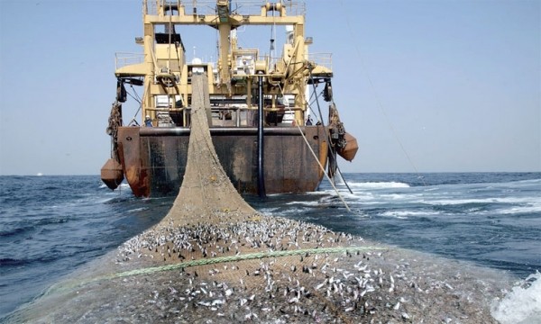 Pêche aux larges des eaux sénégalaises :  35 navires autorisés (document)