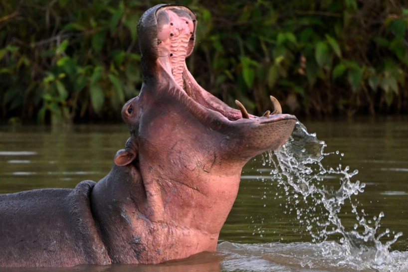 Tomboronkoto (Kédougou) : un jeune garçon mordu par un hippopotame