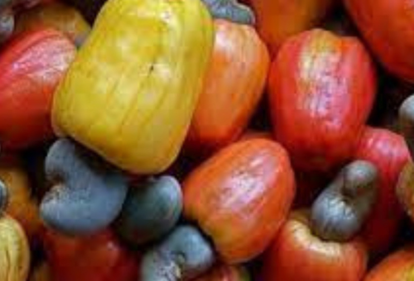 Campagne de commercialisation des noix de cajou : Les acteurs manifestent leurs inquiétudes Campagne de commercialisation des noix de cajou : Les acteurs manifestent leurs inquiétudes