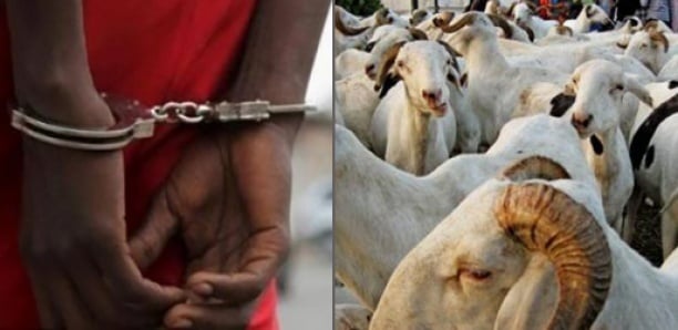 Linguère: une bande de voleurs de bétail déférée au parquet de Louga 