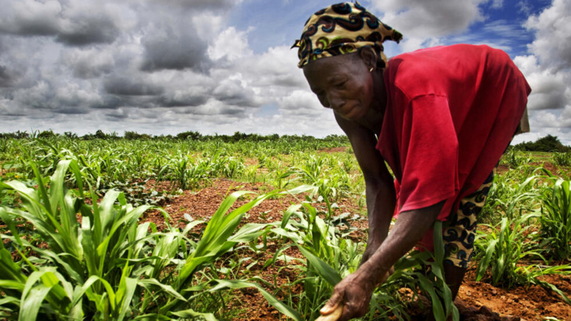 Afrique: un projet de restauration des paysages forestiers sur la sellette Afrique: un projet de restauration des paysages forestiers sur la sellette