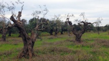 Une bactérie tueuse d'oliviers menace la Corse