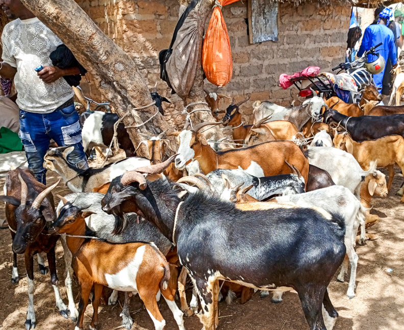 ​Tambacounda : Plus de 113 000 moutons déjà enregistrés pour la Tabaski avec un prix courant de 90 000 FCFA