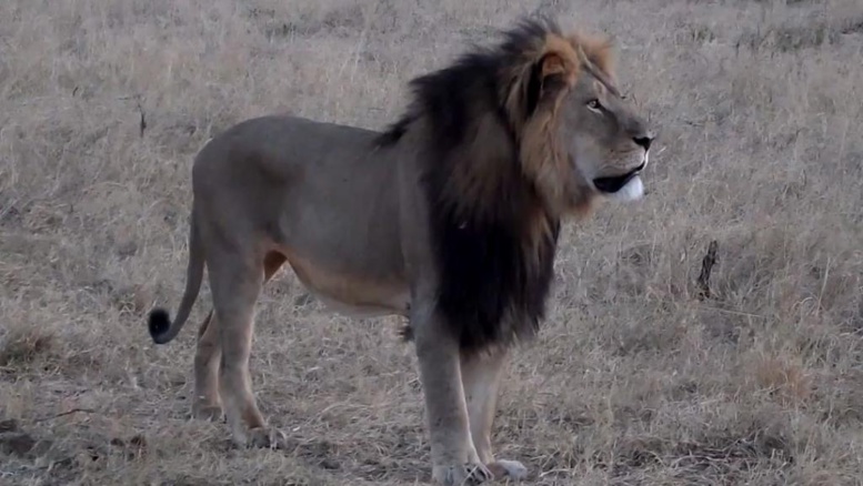 Zimbabwe: l'homme qui a abattu le célèbre lion Cecil est un Américain